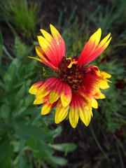Gaillardia pulchella