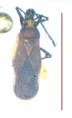 Tingidae