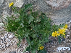 Senecio squalidus