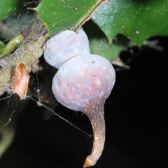 Heteroecus sanctaeclarae