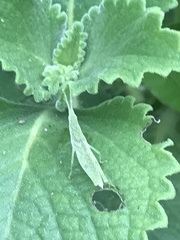 Atractomorpha sinensis