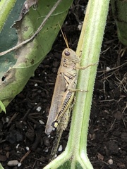 Melanoplus bivittatus