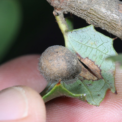 Disholandricus lasius