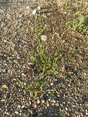 Symphyotrichum subulatum