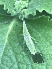 Atractomorpha sinensis