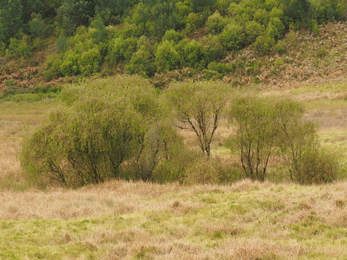 Salix matsudana iNat (2)