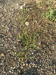 Symphyotrichum subulatum