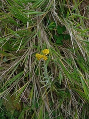 Helichrysum luteoalbum