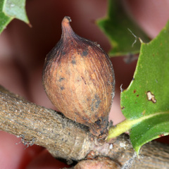 Heteroecus pacificus