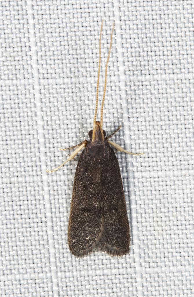 Lecithocerinae