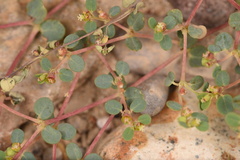 Euphorbia simulans