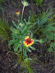Gaillardia pulchella