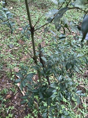 Eugenia involucrata