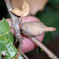 Heteroecus pacificus