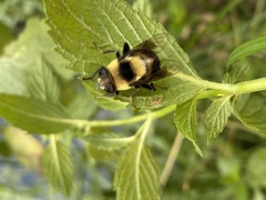 Eristalis flavipes
