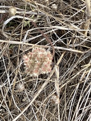 Chorizanthe cuspidata
