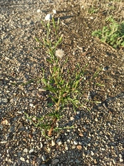 Symphyotrichum subulatum