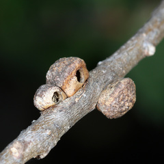 Disholandricus chrysolepidis