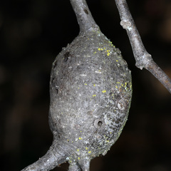 Protobalandricus spectabilis