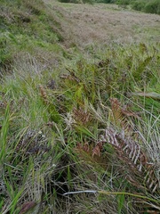 Plagiogyria pycnophylla