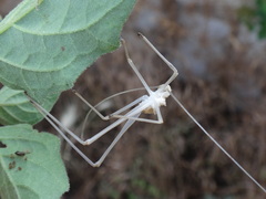 Acrometopa macropoda