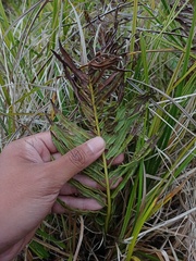 Plagiogyria pycnophylla