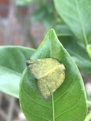 Ricania sublimata