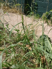 Cenchrus longispinus