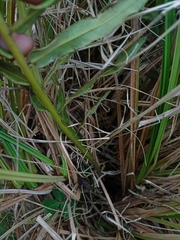 Plagiogyria pycnophylla