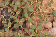 Euphorbia simulans