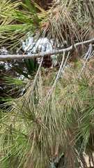 Pinus halepensis
