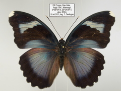 Euphaedra diffusa diffusa