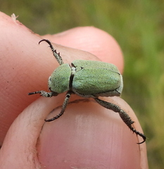 Hoplia parvula