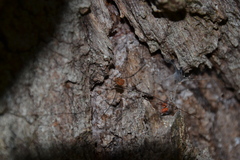 Leiobunum blackwalli