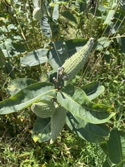 Asclepias syriaca