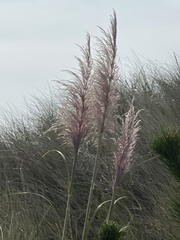 Cortaderia jubata