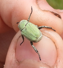 Hoplia parvula