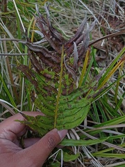 Plagiogyria pycnophylla