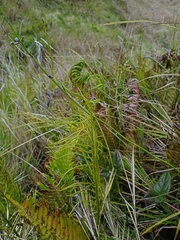 Plagiogyria pycnophylla