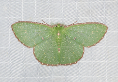 Eucyclodes metaspila