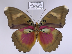 Euphaedra diffusa diffusa