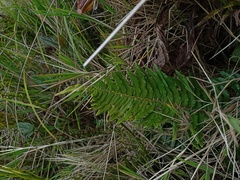 Plagiogyria pycnophylla