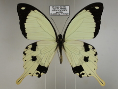 Papilio dardanus dardanus