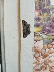 Peribatodes rhomboidaria