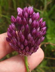 Allium rotundum