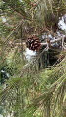 Pinus halepensis