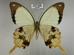 Papilio dardanus dardanus
