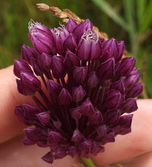 Allium rotundum