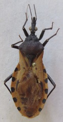 Triatoma dimidiata