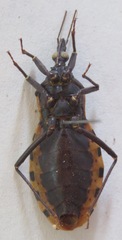 Triatoma dimidiata